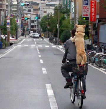 amico cane in bici